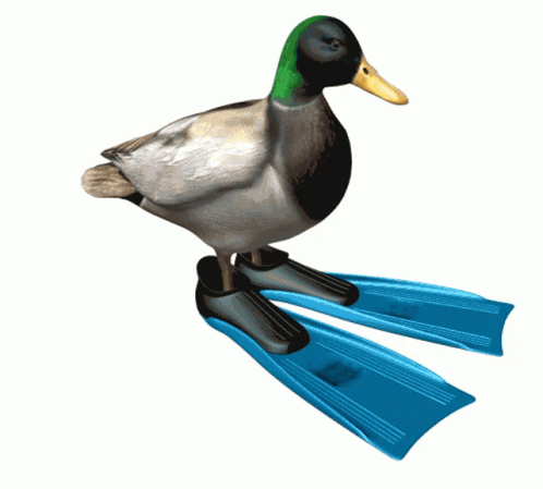duck-spinning
